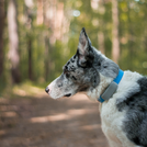 Tracker notiOne GPS PET Basic – GPS-Tracker für Hunde und Katzen