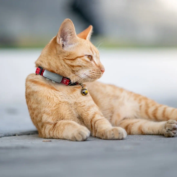 Tracker notiOne GPS PET PLUS – GPS-Tracker für Hunde und Katzen